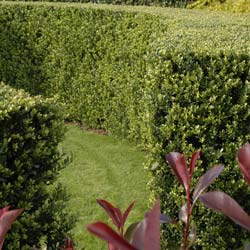 Holly, Box-leaved 'Dark Green'